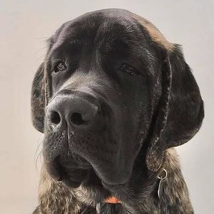 Meet your Posher, Chip